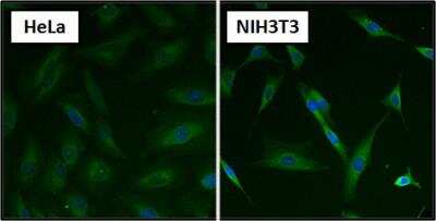 Immunocytochemistry/ Immunofluorescence: HSPA8/HSC71/Hsc70 Antibody (13D3) [NB120-2788]