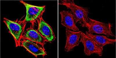 Immunocytochemistry/ Immunofluorescence: HSPA8/HSC71/Hsc70 Antibody (13D3) [NB120-2788]