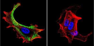 Immunocytochemistry/ Immunofluorescence: HSPA8/HSC71/Hsc70 Antibody (13D3) [NB120-2788]