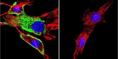 Immunocytochemistry/ Immunofluorescence: HSPA8/HSC71/Hsc70 Antibody (13D3) [NB120-2788]