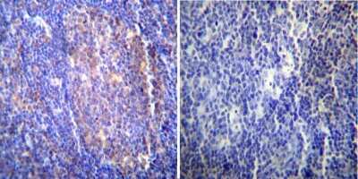 Immunohistochemistry-Paraffin: HSPA8/HSC71/Hsc70 Antibody (13D3) [NB120-2788]
