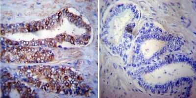Immunohistochemistry-Paraffin: HSPA8/HSC71/Hsc70 Antibody (13D3) [NB120-2788]