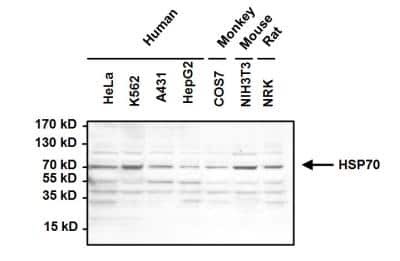 Western Blot: HSPA8/HSC71/Hsc70 Antibody (13D3) [NB120-2788]