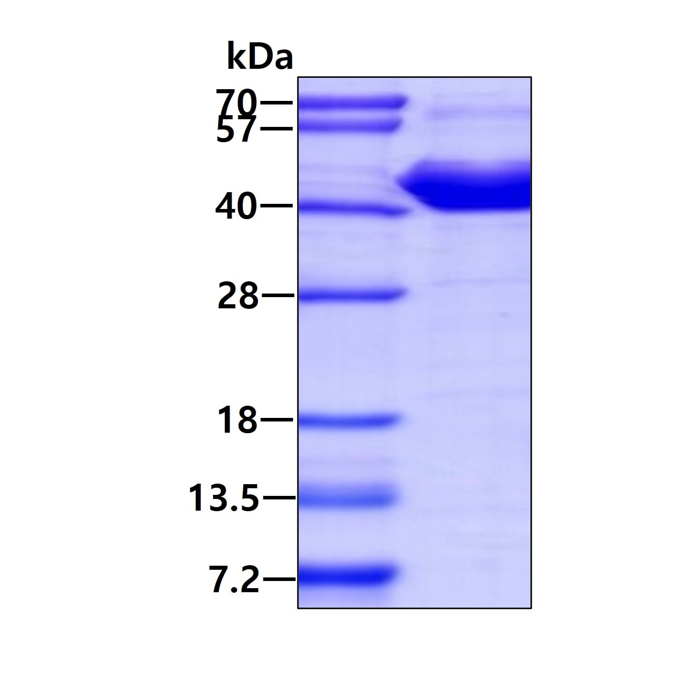 SDS-PAGE: Recombinant E. coli HSP70/HSPA1A Protein [NBC1-18358]