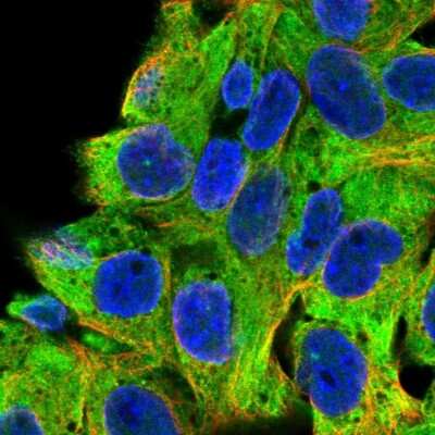 Immunocytochemistry/ Immunofluorescence: Hsp70 interacting protein HIP Antibody [NBP2-47427]