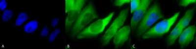 Immunocytochemistry/ Immunofluorescence: Hsp90A/B Antibody (Hyb-K41220A) [NB110-96870]