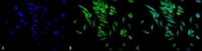Immunocytochemistry/ Immunofluorescence: Hsp90A/B Antibody (Hyb-K41220A) [NB110-96870]