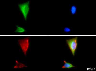 Immunocytochemistry/ Immunofluorescence: HSP90 beta Antibody - BSA Free [NBP1-77561]
