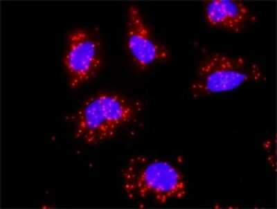 Proximity Ligation Assay: HspA1B Antibody (2D11) [H00003304-M05]