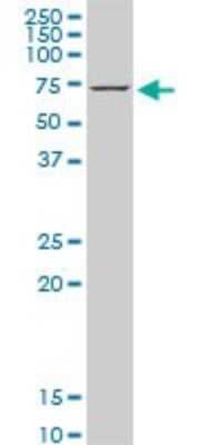 Western Blot: HspA1B Antibody (2D11) [H00003304-M05]