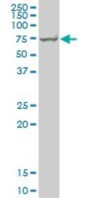 Western Blot: HspA1B Antibody (2D11) [H00003304-M05]