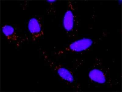Proximity Ligation Assay: HspA1B Antibody (3B7) [H00003304-M02]