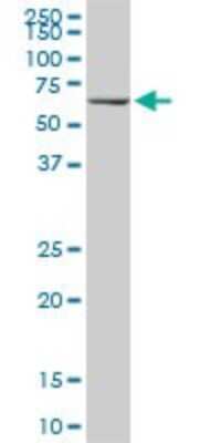 Western Blot: HspA1B Antibody (3B7) [H00003304-M02]