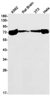 Western Blot: HspA1B Antibody (S07-6E9) [NBP3-15044]