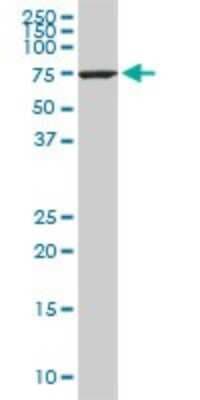 Western Blot: HspA1L Antibody (1B5) [H00003305-M01]