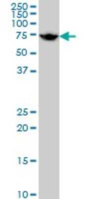 Western Blot: HspA1L Antibody (7H6) [H00003305-M02]
