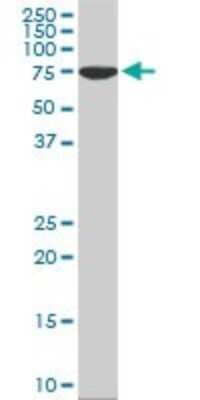 Western Blot: HspA1L Antibody (7H6) [H00003305-M02]