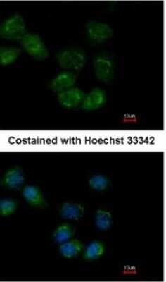 Immunocytochemistry/ Immunofluorescence: HspA1L Antibody [NBP1-32587]