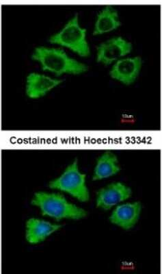 Immunocytochemistry/ Immunofluorescence: HspA1L Antibody [NBP1-33022]
