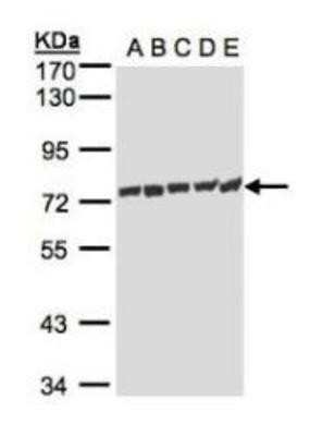 Western Blot: HspA1L Antibody [NBP1-32587]