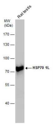 Western Blot: HspA1L Antibody [NBP1-32587]