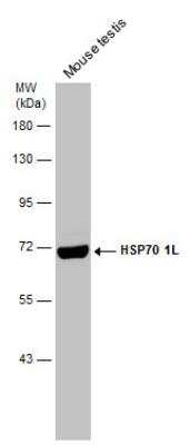 Western Blot: HspA1L Antibody [NBP1-32587]