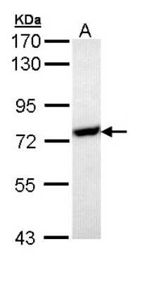 Western Blot: HspA1L Antibody [NBP1-33022]