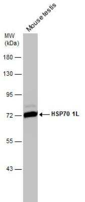 Western Blot: HspA1L Antibody [NBP1-33022]