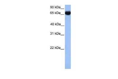 Western Blot: HspA1L Antibody [NBP1-56938]