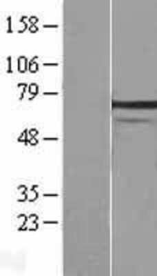 Western Blot: HspA1L Overexpression Lysate [NBL1-11750]