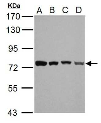 Western Blot: HSPA2 Antibody [NBP2-16897]