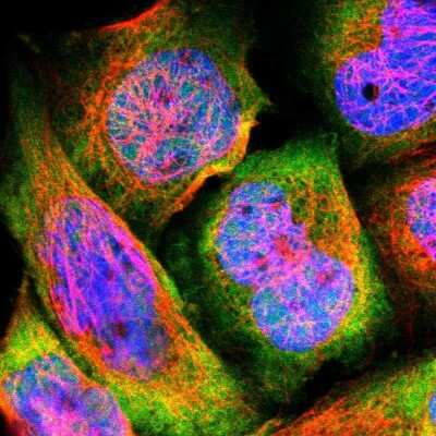 Immunocytochemistry/ Immunofluorescence: HspA4 Antibody [NBP1-81696]