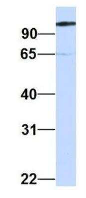 Western Blot: HspA4 Antibody [NBP1-54348]