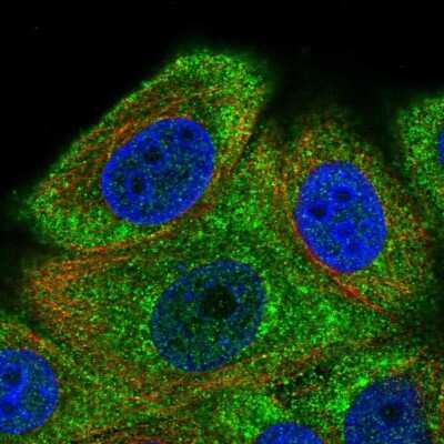 Immunocytochemistry/ Immunofluorescence: HspA4L Antibody [NBP2-48700]