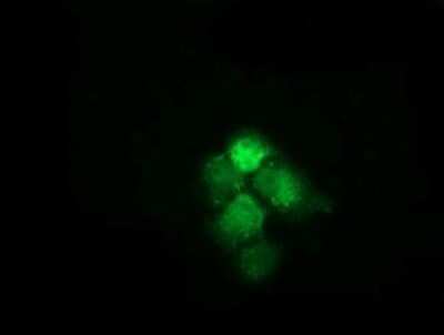 Immunocytochemistry/ Immunofluorescence: HspA6 Antibody (OTI1H3) - Azide and BSA Free [NBP2-70959]