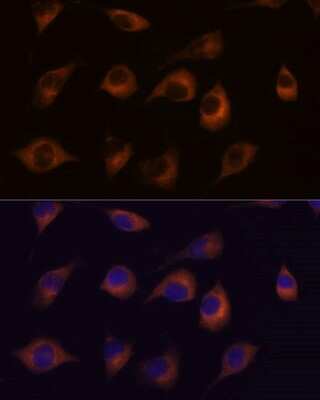 Immunocytochemistry/ Immunofluorescence: HspB11 Antibody - Azide and BSA Free [NBP2-94113]