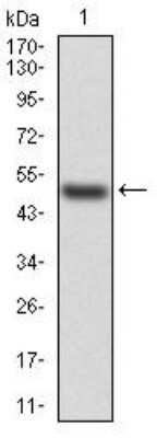 Western Blot: HspB2 Antibody (4B9E2)BSA Free [NBP2-52490]
