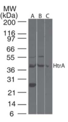 Western Blot: HtrA3 Antibody [NB600-1151]