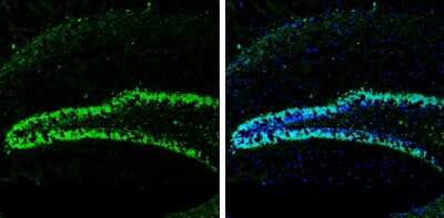 Immunohistochemistry-Frozen: HuC Antibody [NBP3-13367]