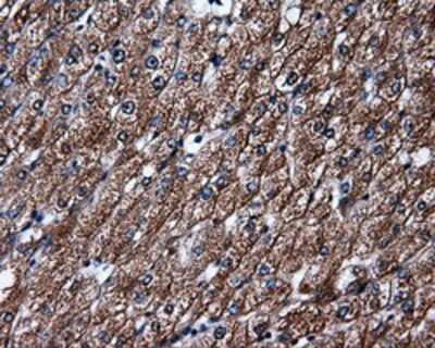 Immunohistochemistry-Paraffin: HuR/ELAVL1 Antibody (OTI14F4) [NBP2-02287]