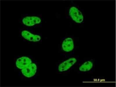 Immunocytochemistry/ Immunofluorescence: HuR/ELAVL1 Antibody (4G8) [H00001994-M02]