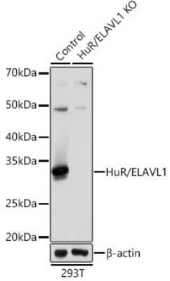 Knockout Validated: HuR/ELAVL1 Antibody (9Q6L3) [NBP3-15820]
