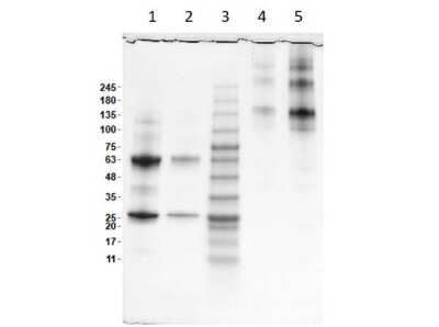 SDS-PAGE: Human IgA Isotype Control [NBP1-97039]