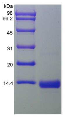 SDS-PAGE: Recombinant Human BMP-4 Protein [NBP2-34931]