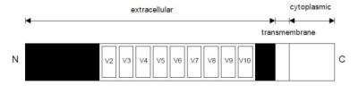 ELISA: Human CD44 ELISA Kit (Colorimetric) [NBP1-86819]