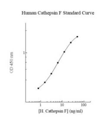 ELISA: Human Cathepsin F ELISA Kit (Colorimetric) [NBP3-18705]