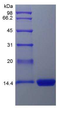 SDS-PAGE: Recombinant Human GM-CSF Protein [NBP2-34893]