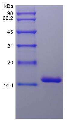 SDS-PAGE: Recombinant Human IL-16 Protein [NBP2-35029]