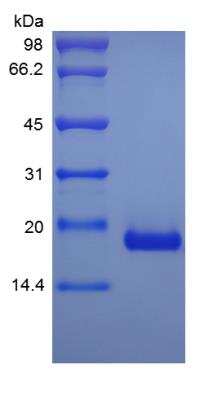 SDS-PAGE: Recombinant Human IL-17B Protein [NBP2-35044]