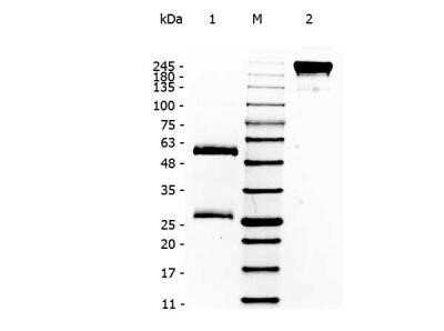 Western Blot: Human IgG Isotype Control [NBP1-97043]